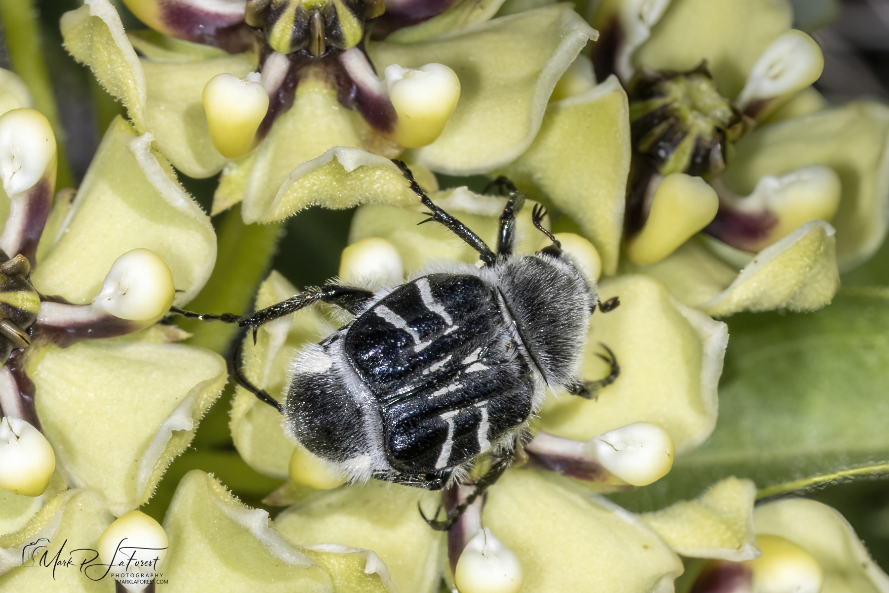 Texas Flower Scarab, Austin, Texas